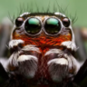arachnida