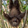 MadSloth