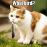 whatbird