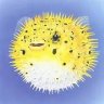 pufferfish