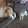 littledog1