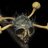 Cordyceps