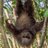 MadSloth